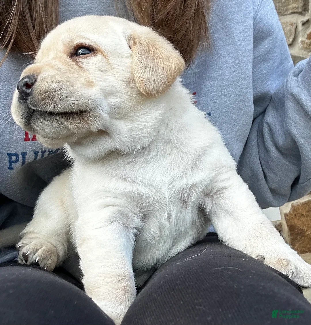 Labrador Retriever dogs for sale: Cap - Ad 2