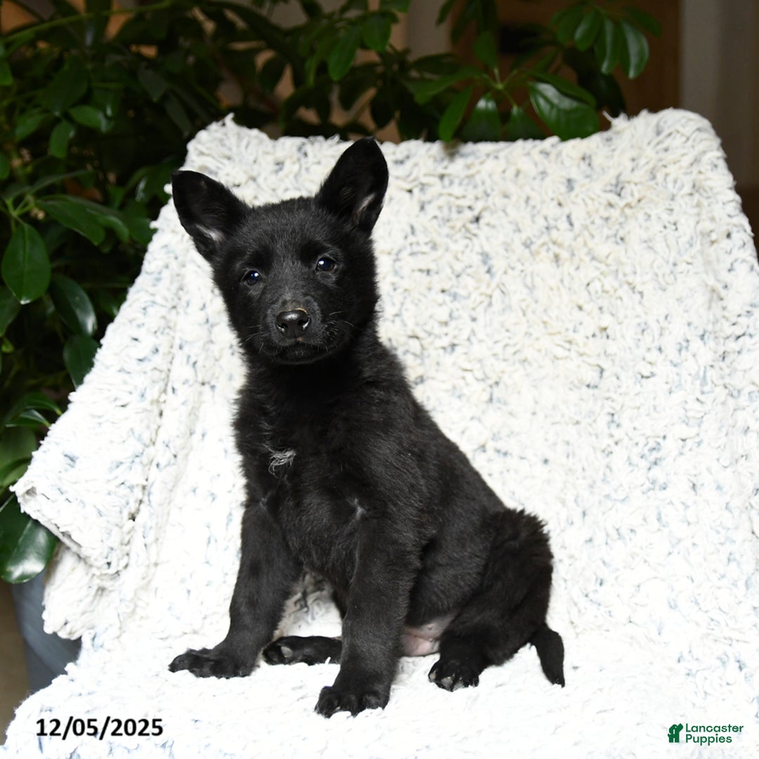 German Shepherd dogs for sale: Mike - Ad 2