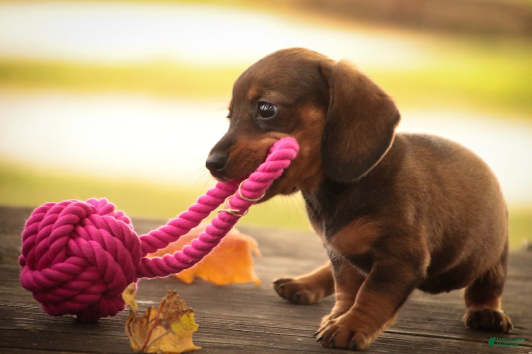 Miniature Dachshund dogs Joyce Miniature Dachshund  - Ad 2
