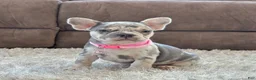 French Bulldog dogs for sale: Petal video ad - Ad 1