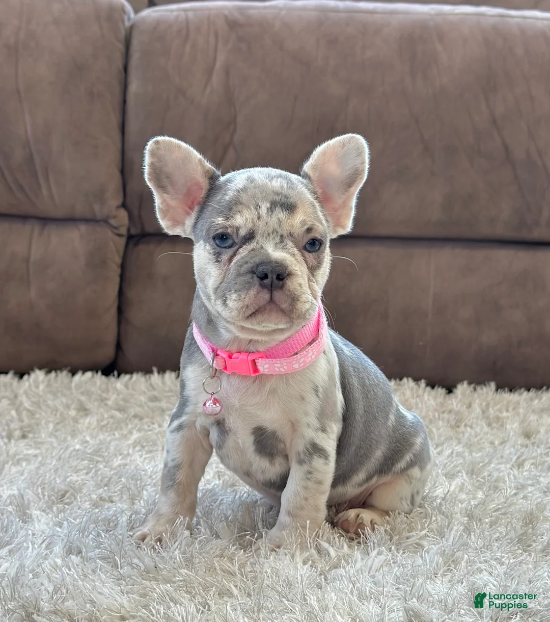 French Bulldog dogs for sale: Petal video ad - Ad 1
