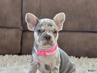 French Bulldog dogs Petal video ad - Ad 1