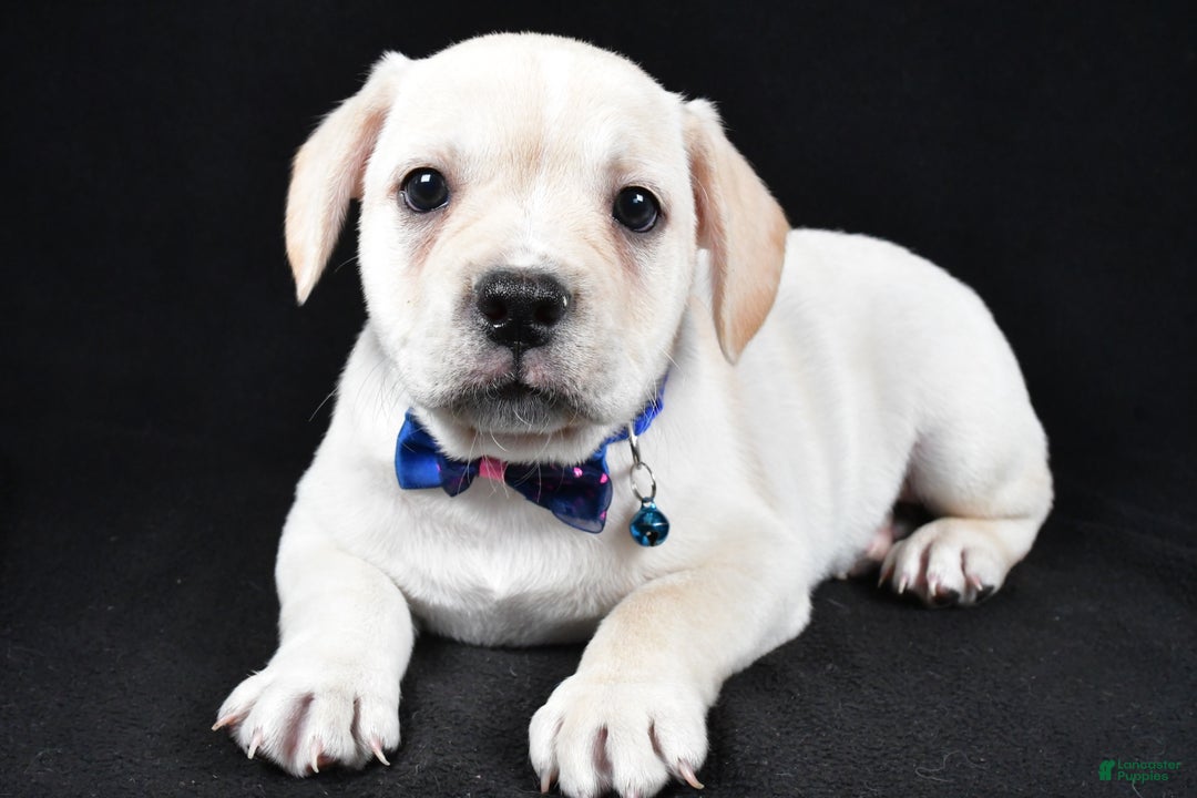 Mixed Breed dogs for sale: Domino - Ad 2