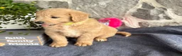 Goldendoodle dogs for sale: Nigel - Ad 9