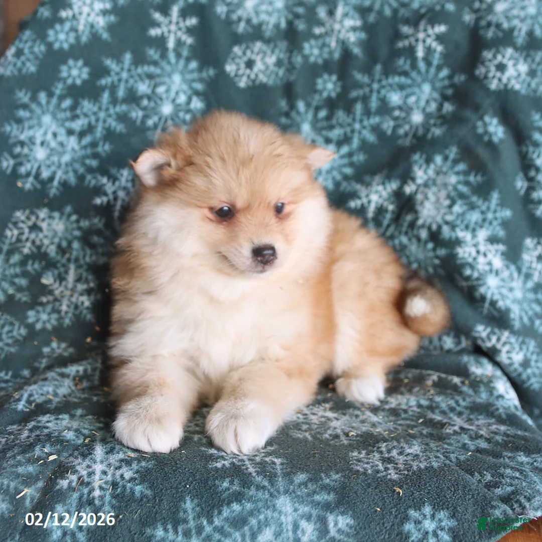 Pomsky dogs for sale: Lila  - Ad 5