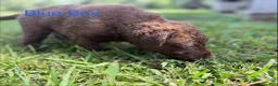 Chesapeake Bay Retriever dogs for sale: Blue Collar Boy - Ad 3