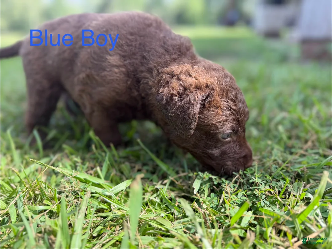 Chesapeake Bay Retriever dogs for sale: Blue Collar Boy - Ad 3