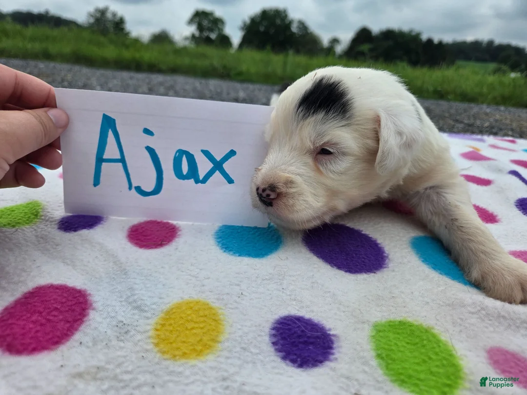 Sheepadoodle dogs for sale: Sheepadoodle 6 - Ad 2