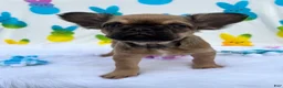 French Bulldog dogs for sale: Fawn girl  - Ad 7