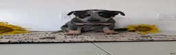 Australian Cattle Dog dogs for sale: Buck  - Ad 5