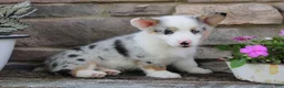 Welsh Corgi Pembroke dogs for sale: Denver  - Ad 2