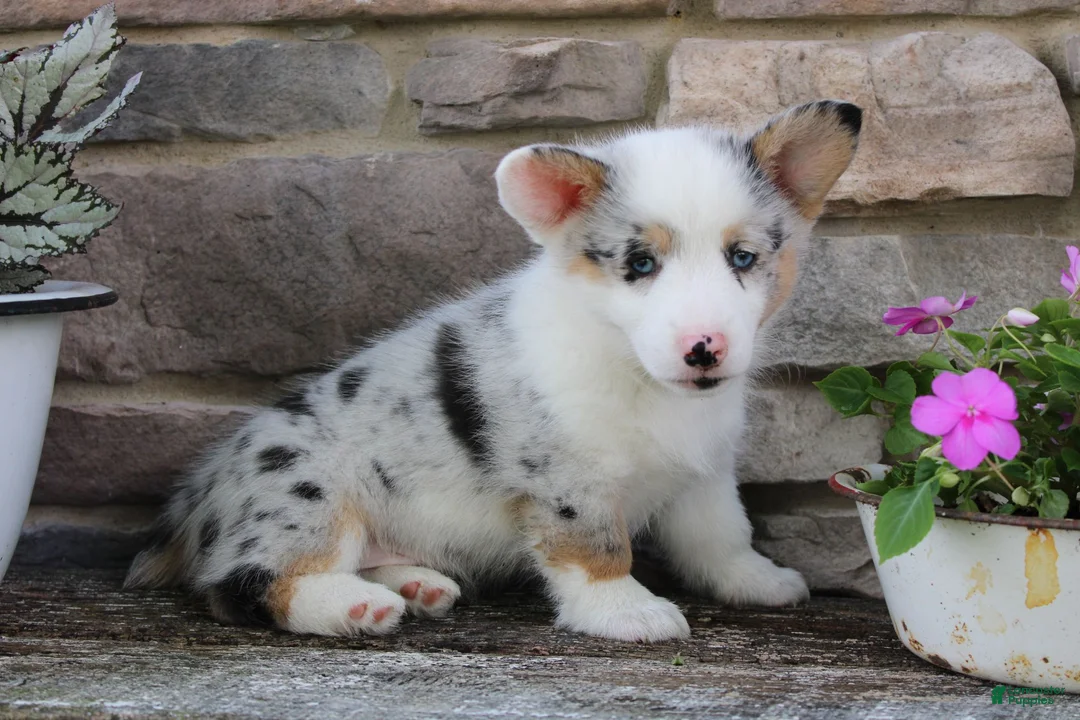 Welsh Corgi Pembroke dogs for sale: Denver  - Ad 2
