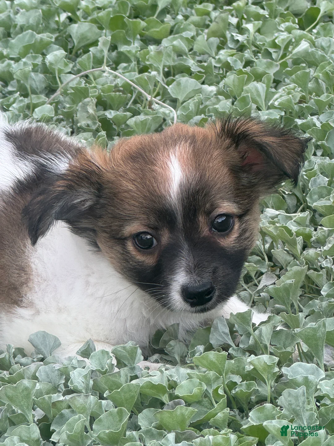 Chihuahua dogs for sale: Freddie - Ad 2