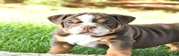 English Bulldog dogs for sale: Dreamer - Ad 3