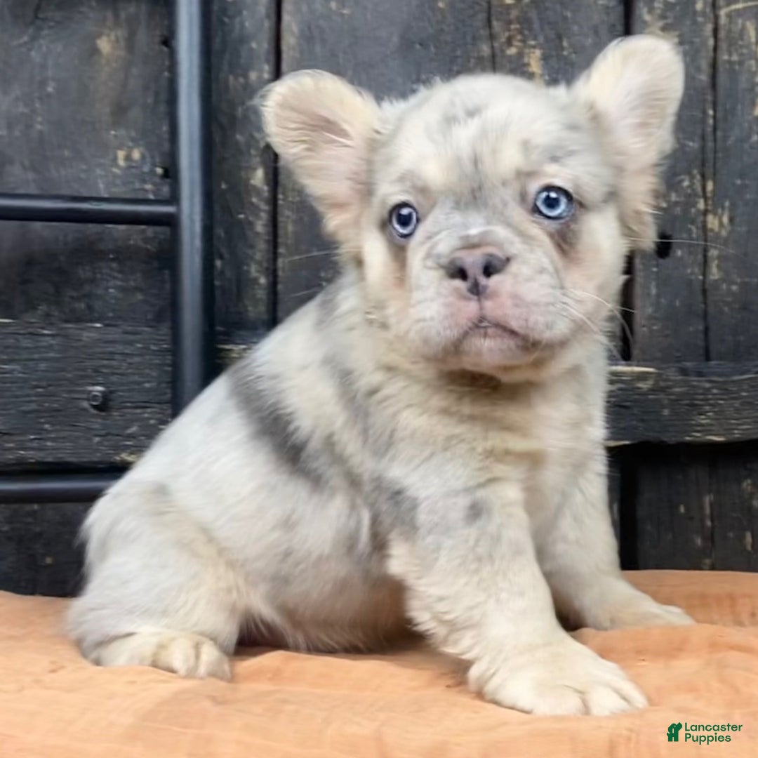 French Bulldog dogs Frenchie - Ad 2