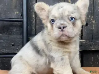 French Bulldog dogs Frenchie - Ad 2