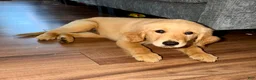 Golden Retriever dogs for sale: Golden Retriever  - Ad 1