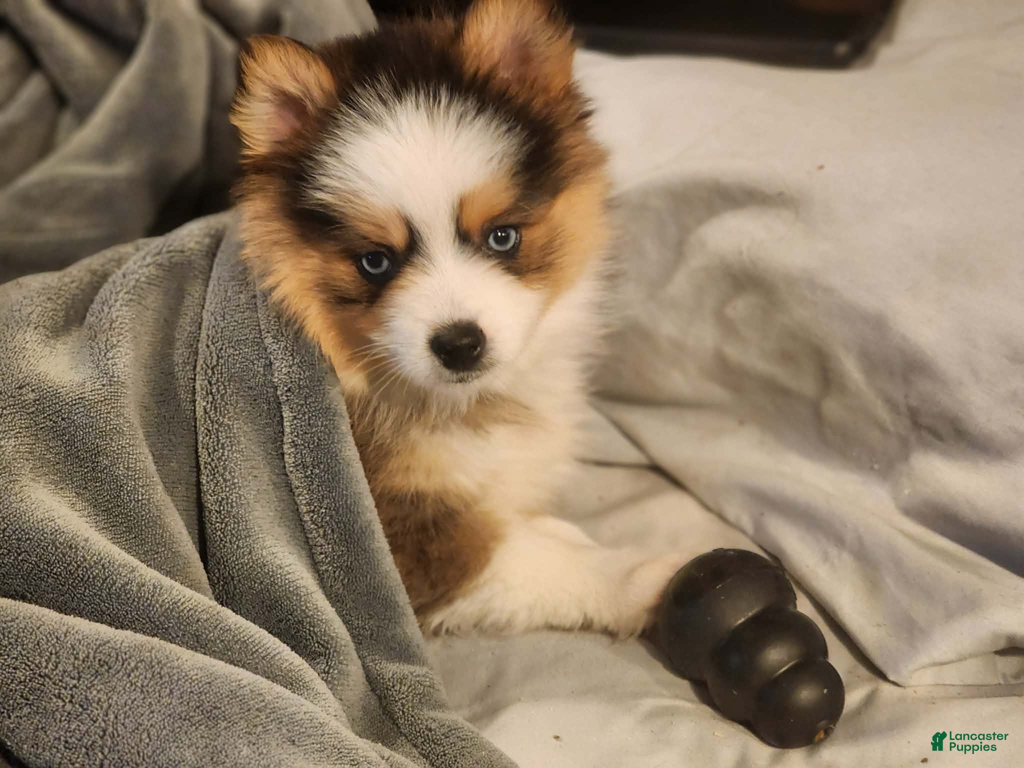 Pomsky dogs Zavien - Ad 2