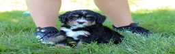 Mini Bernedoodle dogs for sale: Phoebe - Ad 7