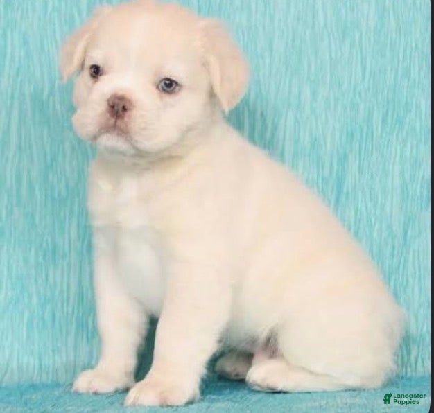French Bulldog dogs French Bulldog 1 - Ad 18