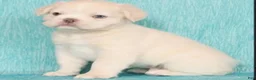 French Bulldog dogs for sale: French Bulldog 1 - Ad 1