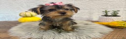Yorkshire Terrier dogs for sale: Hallie - Ad 3