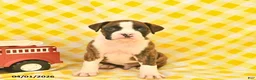 Boxer dogs for sale: Joey  - Ad 2