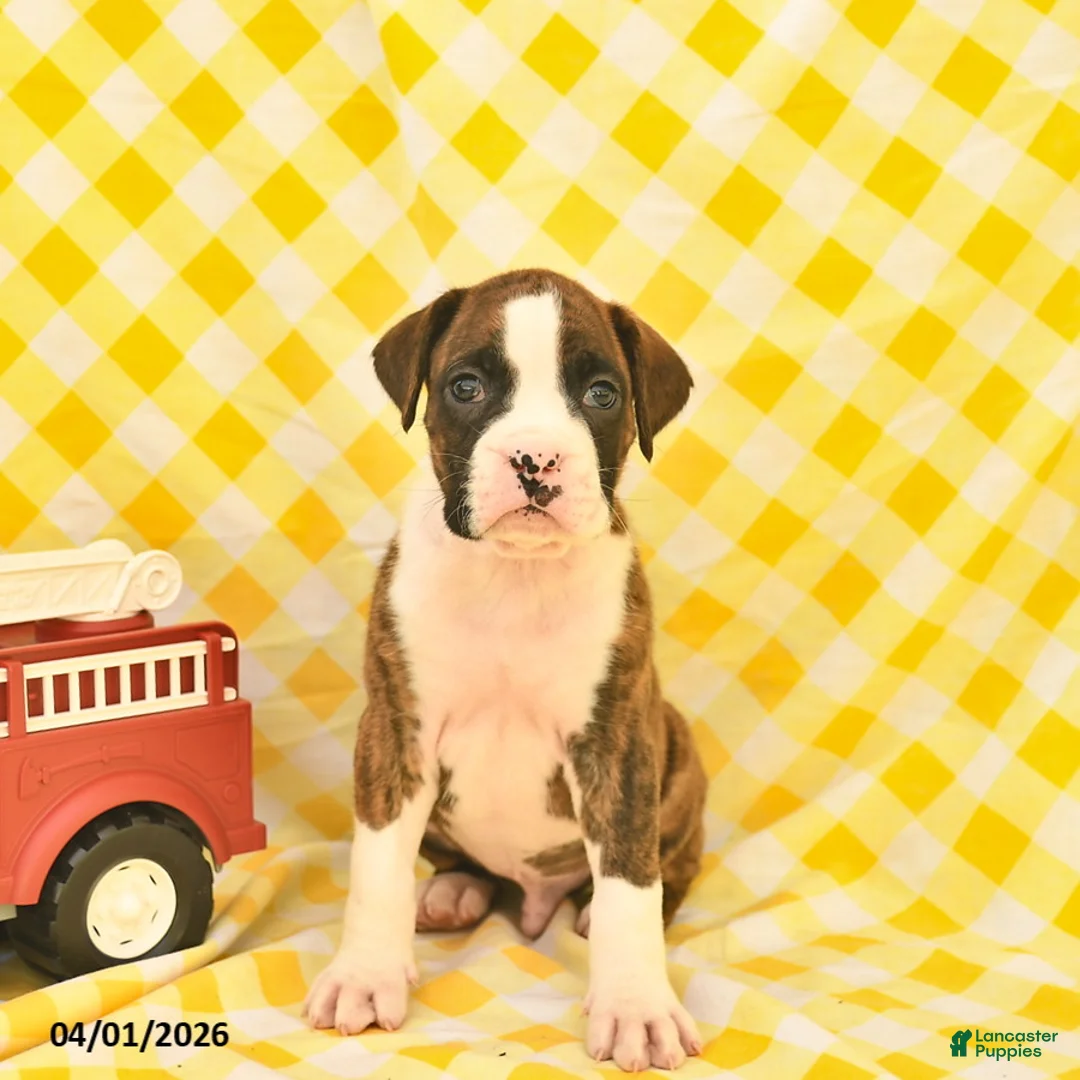 Boxer dogs for sale: Joey  - Ad 2