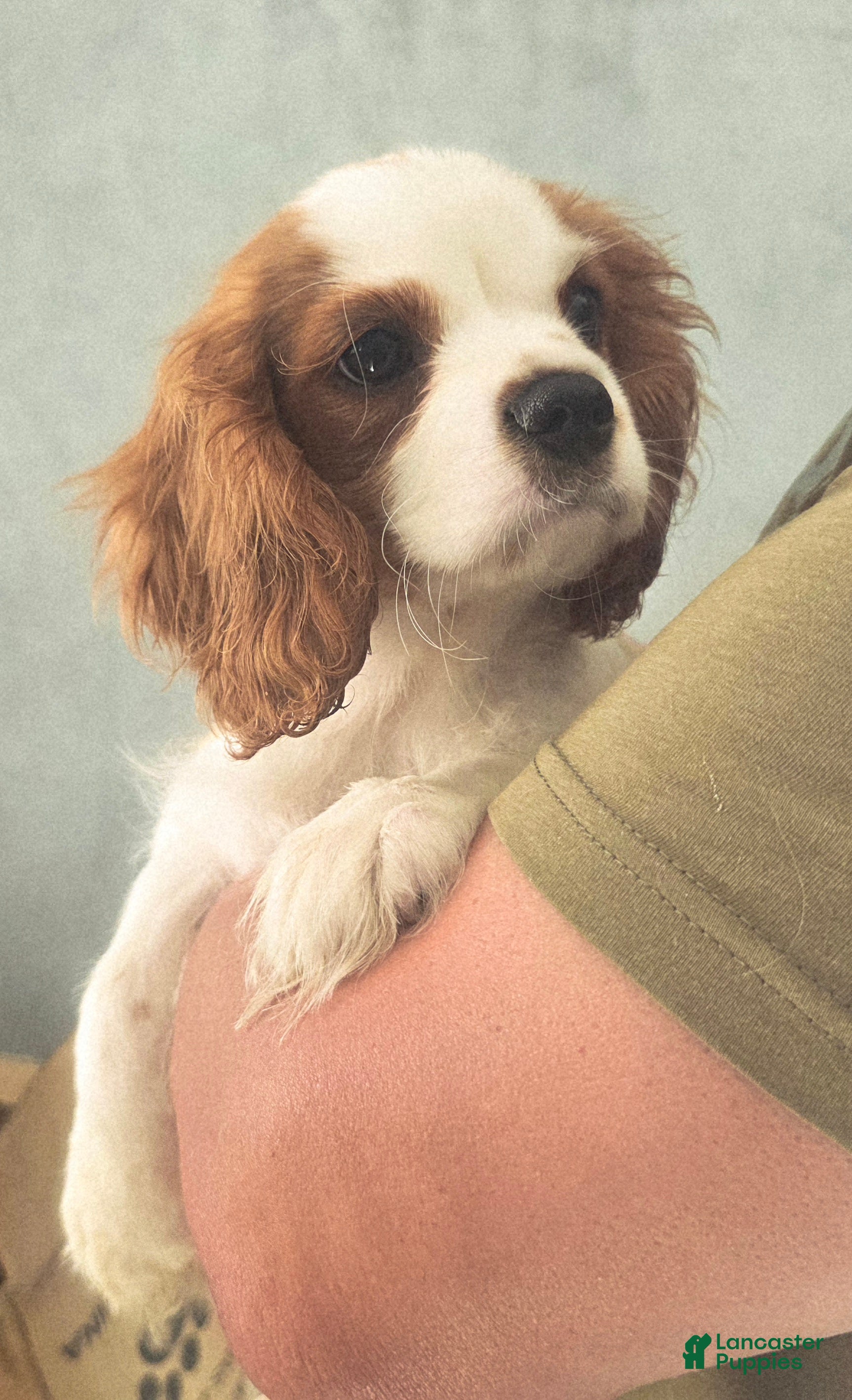 Cavalier King Charles Spaniel dogs Oliver - Ad 1