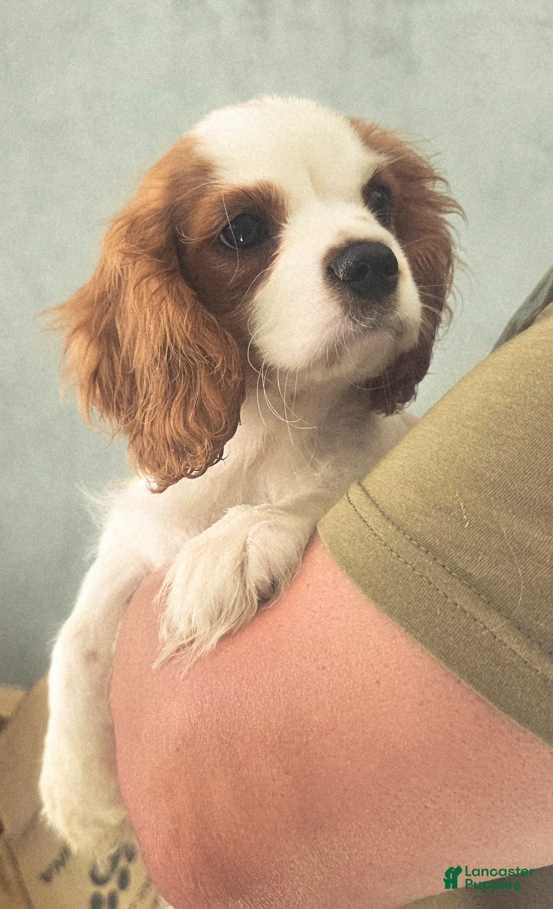 Cavalier King Charles Spaniel dogs for sale: Oliver - Ad 1