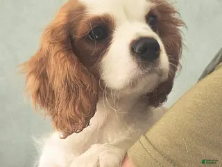 Cavalier King Charles Spaniel dogs for sale: Oliver - Ad 1