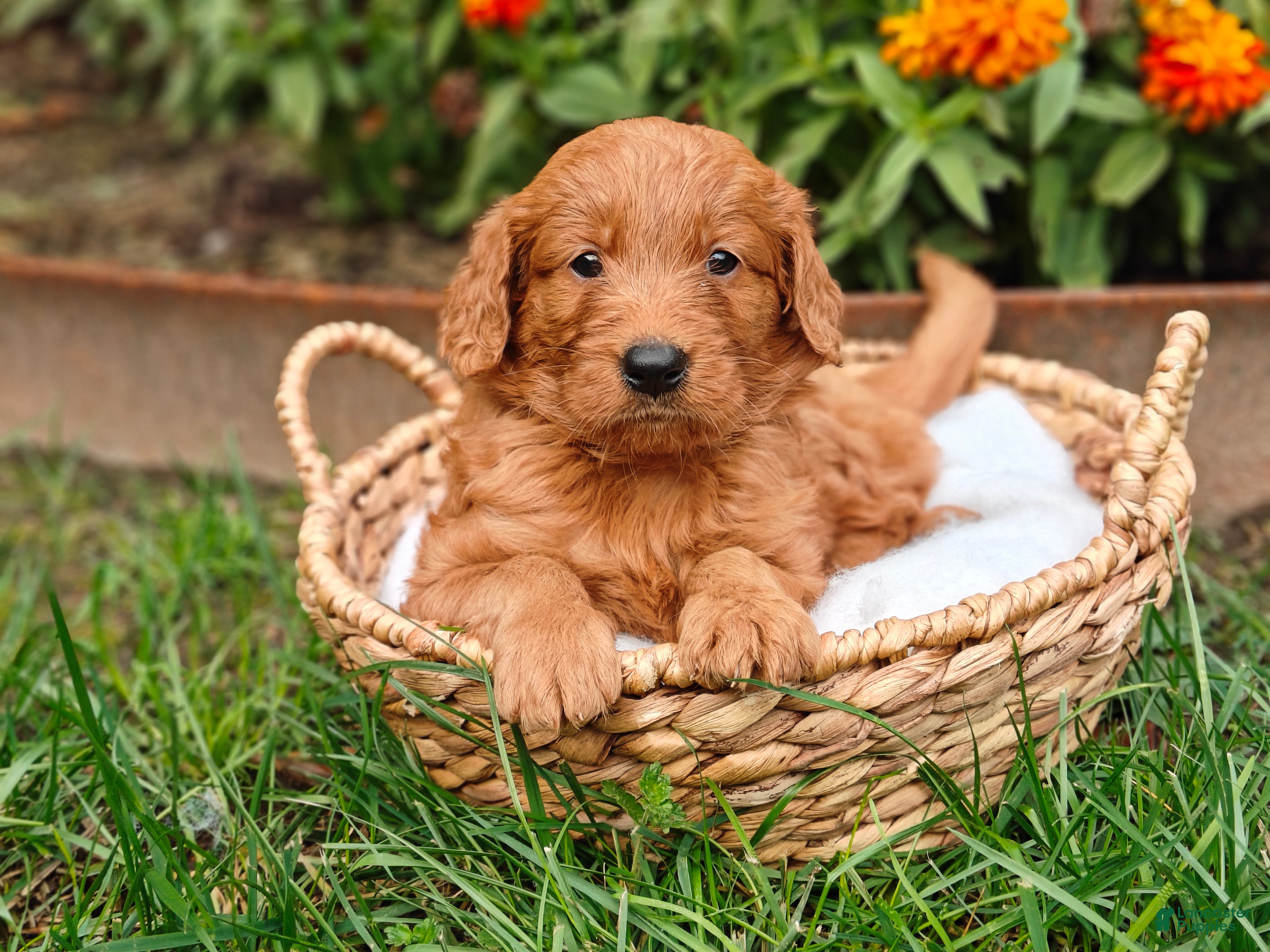 Goldendoodle dogs Copper - Ad 1