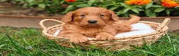 Goldendoodle dogs for sale: Copper - Ad 1