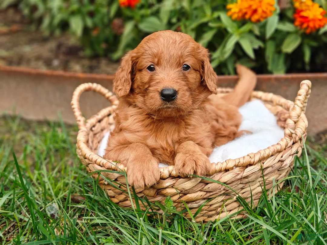 Goldendoodle dogs for sale: Copper - Ad 1