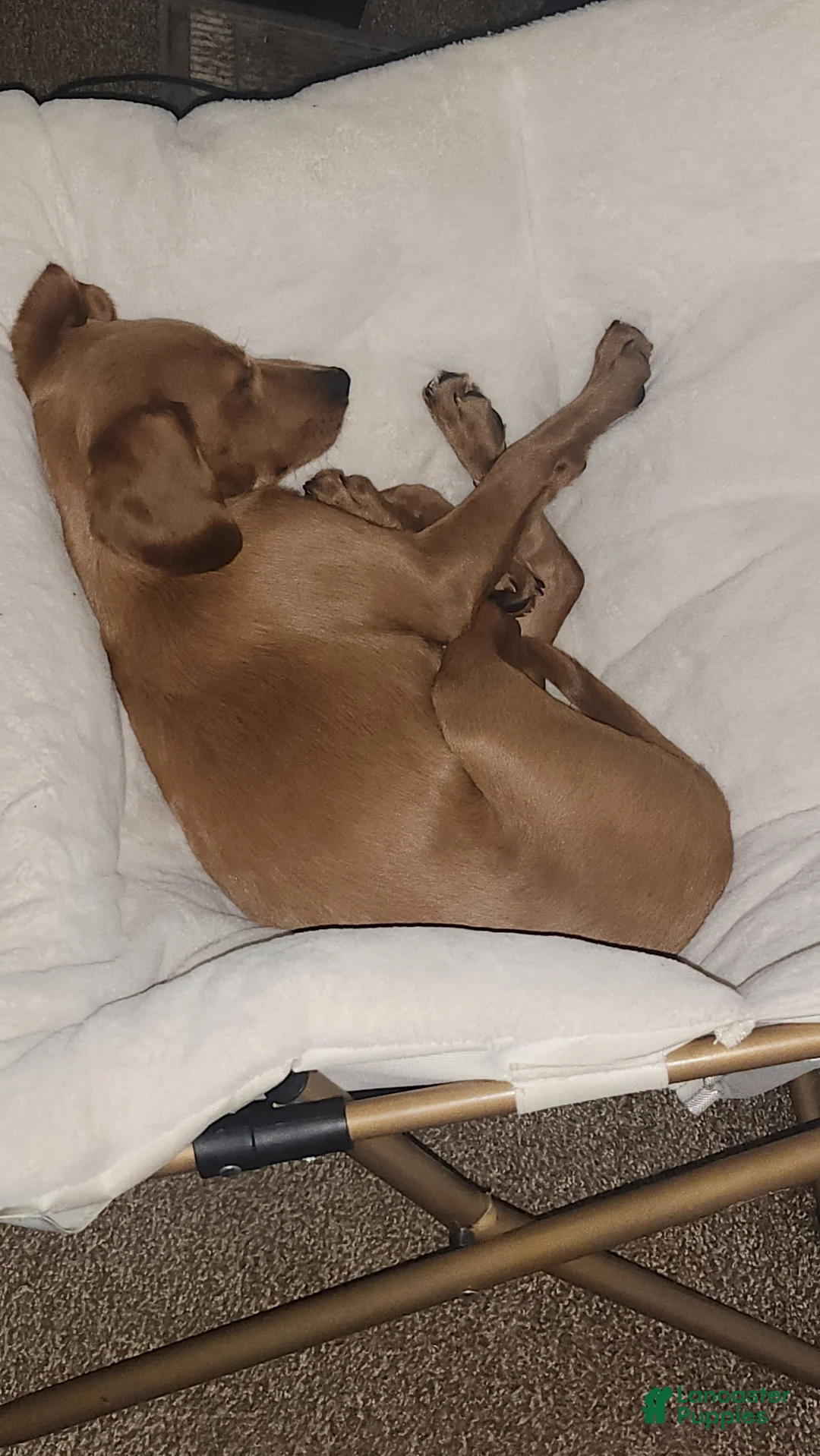 Mixed Breed dogs for sale: Mixed Breed Puppy 1 - Ad 2