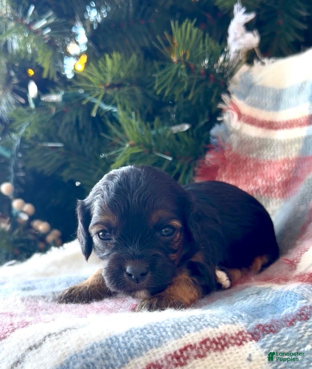 Cavapoo dogs for sale: Eve - Ad 1