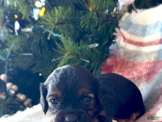 Cavapoo dogs Eve - Ad 18