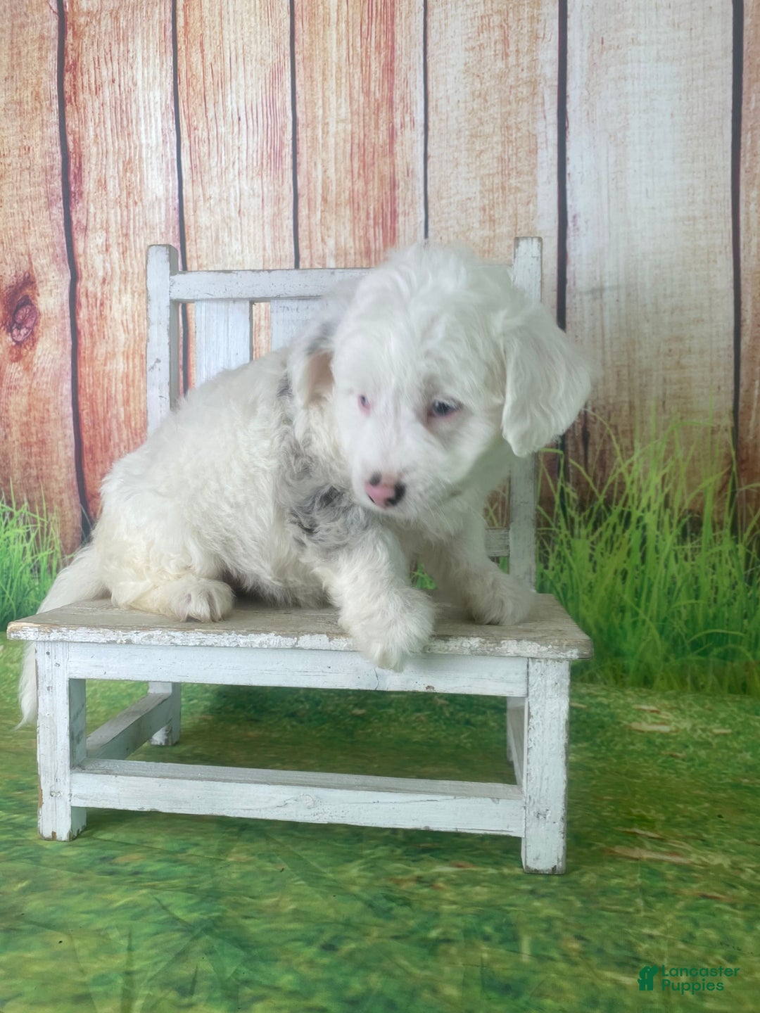 Mini Aussiedoodle dogs for sale: Giovanni - Ad 5