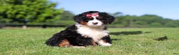 Mini Bernedoodle dogs for sale: Pistachio - Ad 4