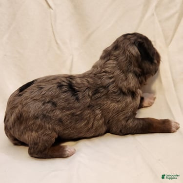 Mini Aussiedoodle dogs for sale: Diesel_Male Blue Merle with Red points and  White Accents - Ad 8