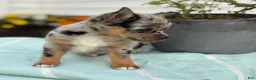 Chihuahua dogs for sale: Koda - Ad 2