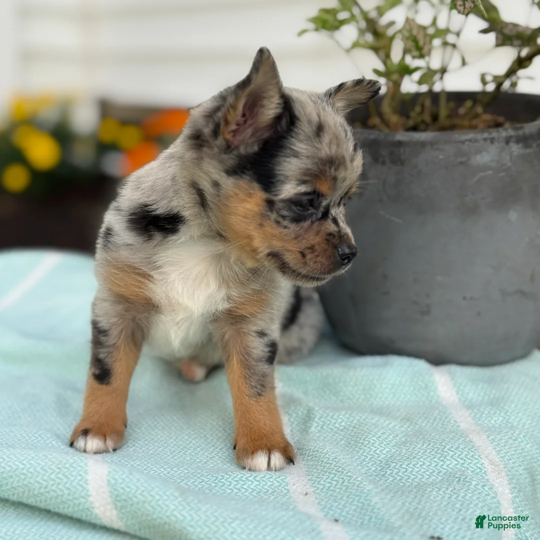 Chihuahua dogs for sale: Koda - Ad 2