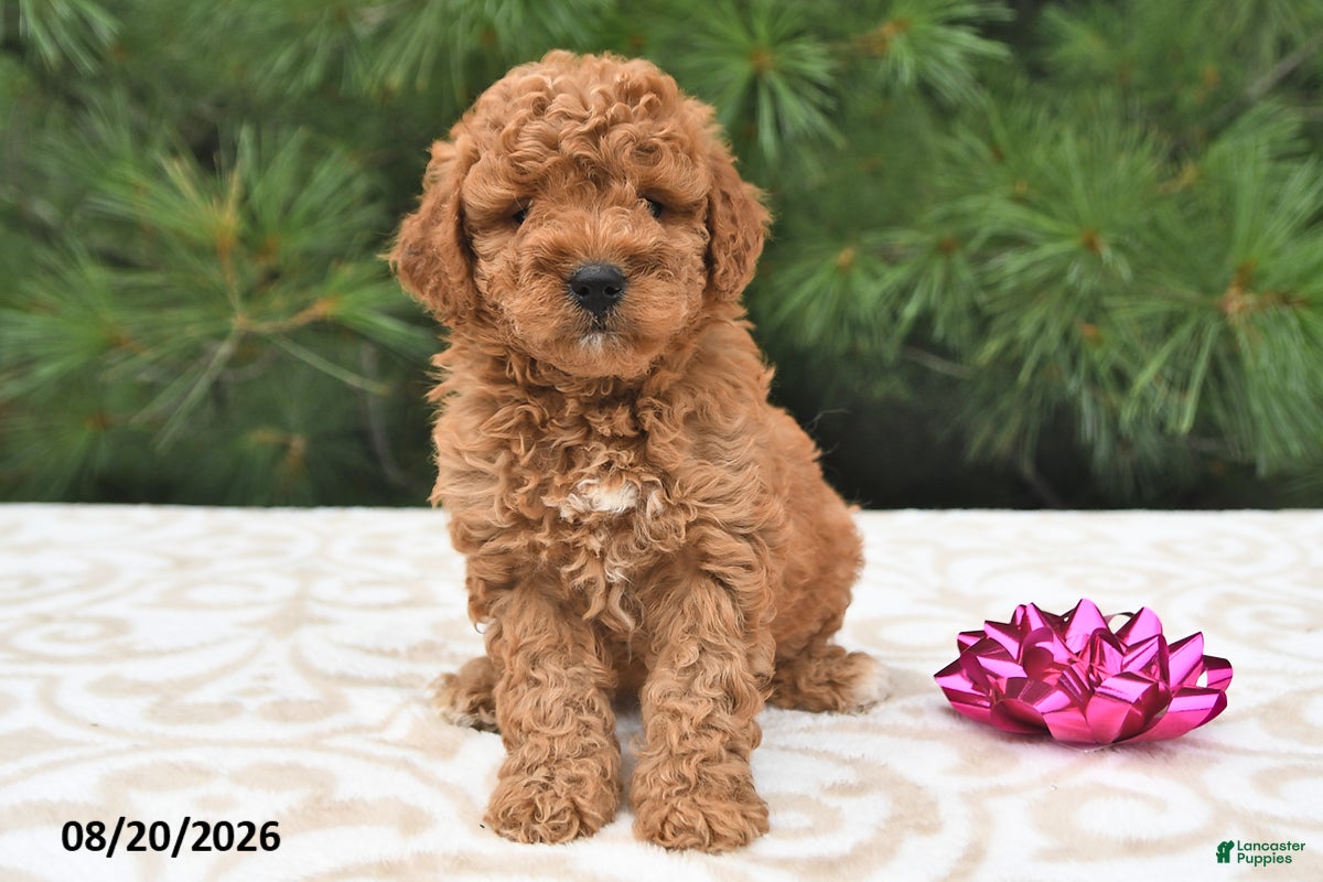 Mini Goldendoodle dogs Bella   - Ad 1