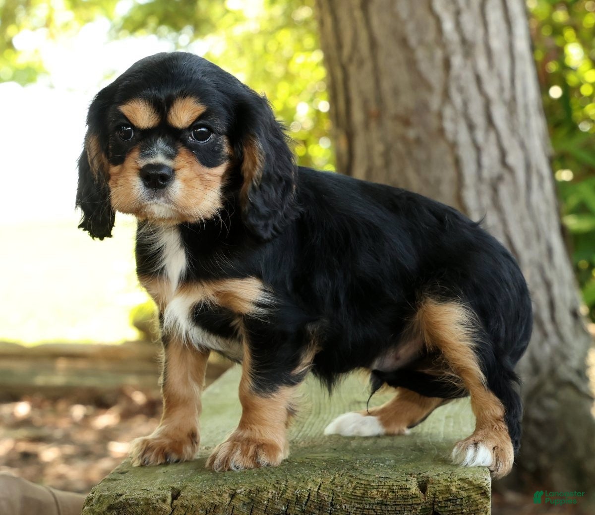 Cavalier King Charles Spaniel dogs for sale: Corey - Ad 2