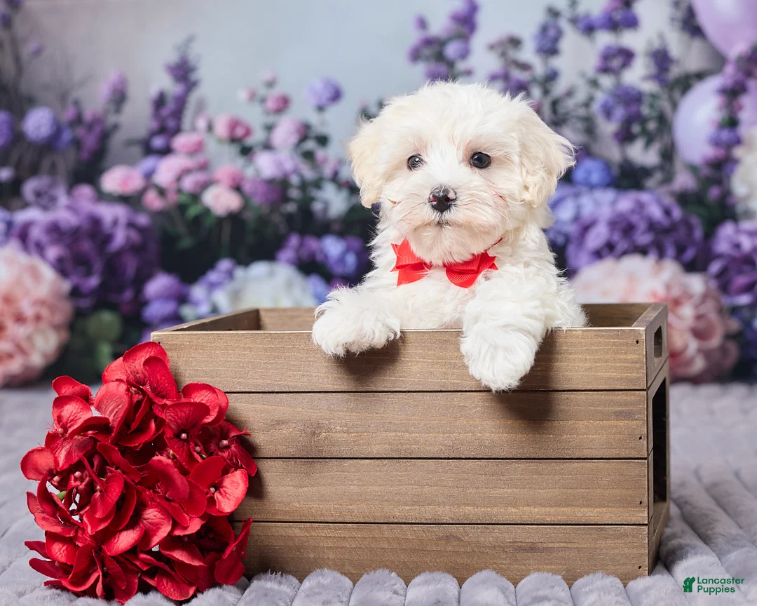 Maltipoo dogs for sale: Tommy - Ad 1