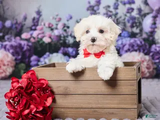 Maltipoo dogs for sale: Tommy - Ad 3