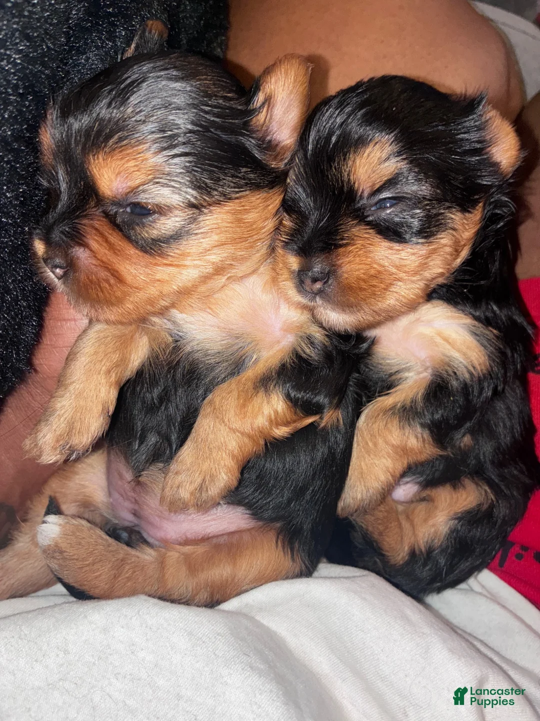 Yorkshire Terrier dogs for sale: Yorkshire Terrier 2 - Ad 4