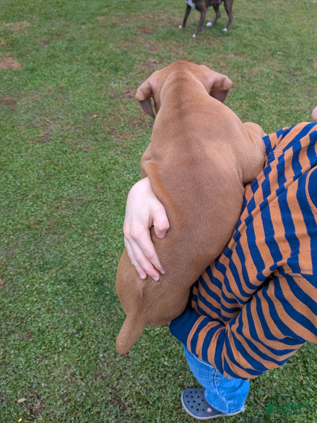 Boxer dogs for sale: Pax - Ad 3