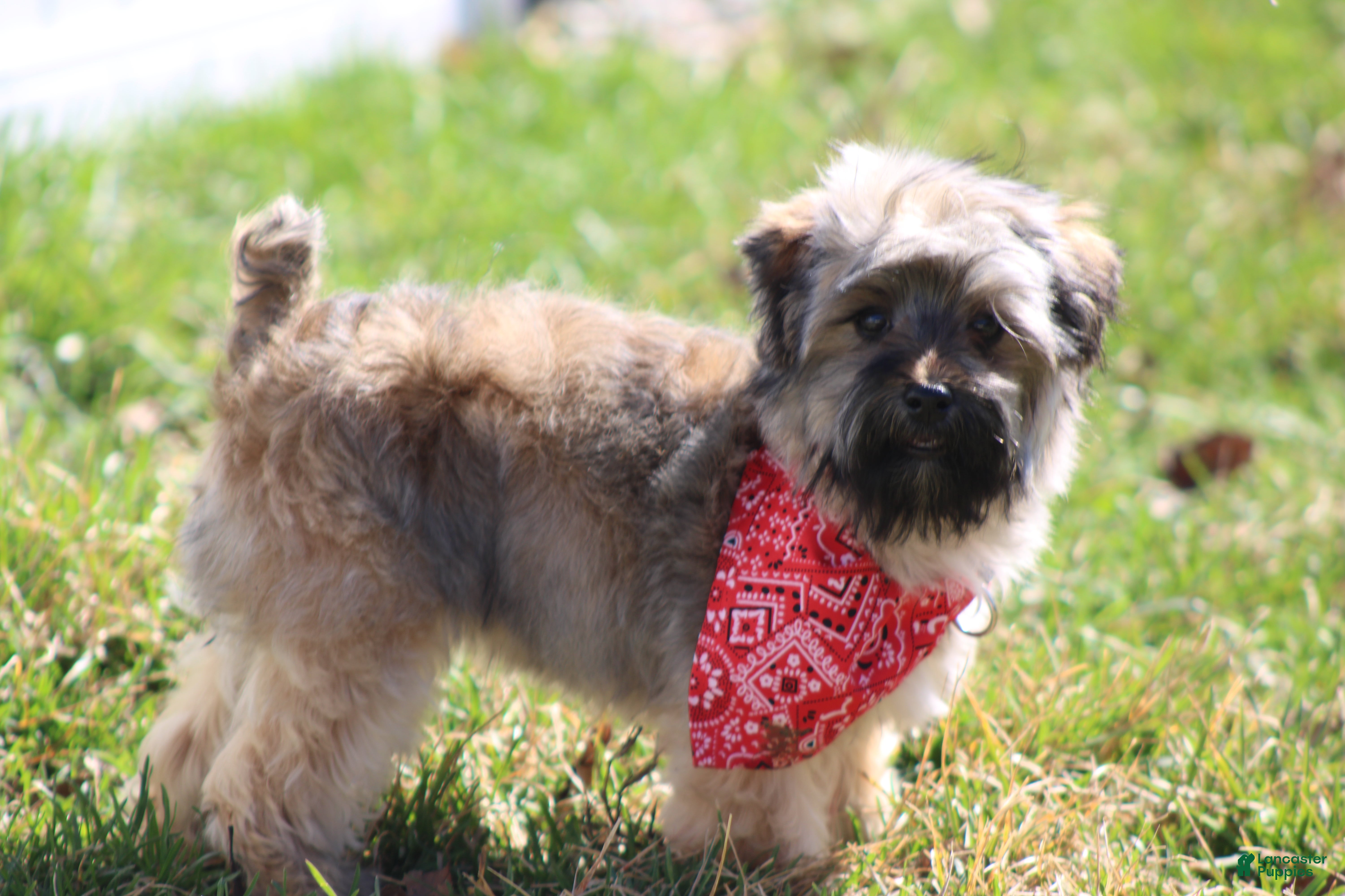 Yorkiepoo dogs Miss Sassy - Ad 2