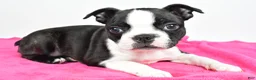 Boston Terrier dogs for sale: Violet - Ad 7